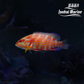 七星斑