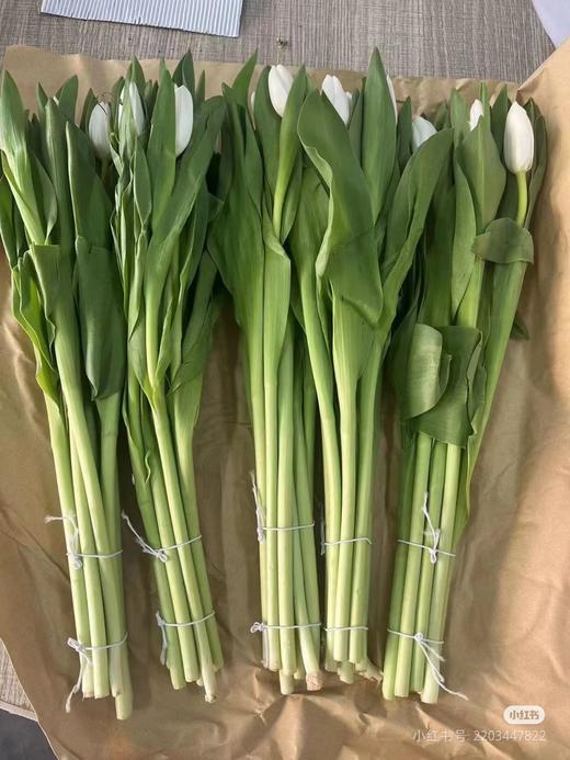 郁金香国产白色10支 商品图1