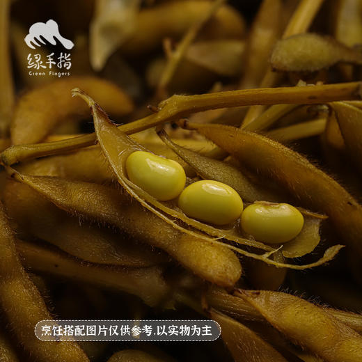 生态毛豆（发黄6折促销，只发广东省内）| 合作生产*Ecological edamame |Coprodution 商品图4