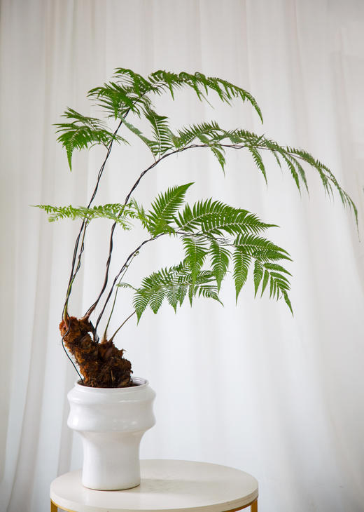 网红蕨 商品图3