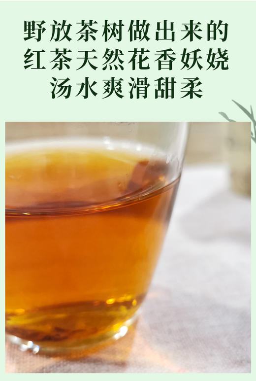 武夷野小种 12泡/60克 武夷山自然保护区内产品 野放茶树无人工管理 天然花香悠扬 商品图3