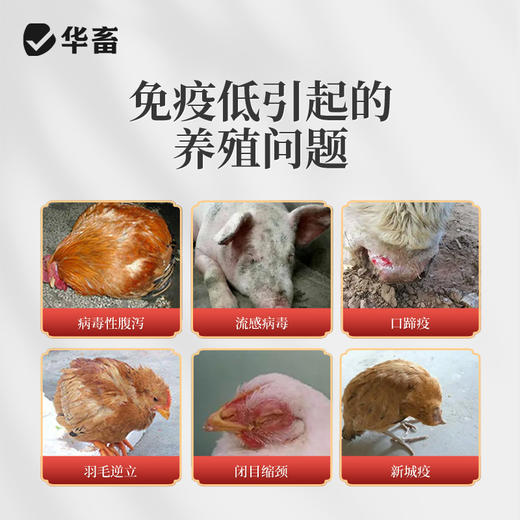 华畜兽用黄芪颗粒提高免疫力猪牛羊鸡鸭鹅抗应激补能量饲料添加剂 商品图2