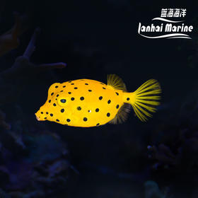 黄木瓜 会放毒