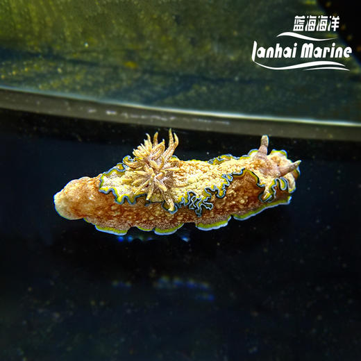 彩裙海兔 商品图1