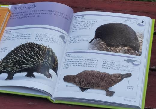 《DK儿童迷你百科全书》,精装，12册，口袋本40开，英国DK公司编著，中国大百科全书出版社2017年一版，印次不详，定价458，售价128元。 商品图8