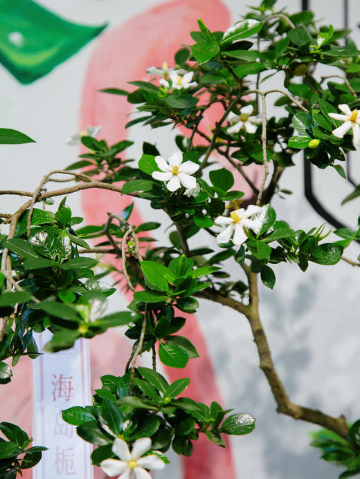 海岛栀子花 商品图1