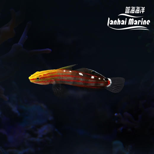 红线香蕉虾虎 商品图0