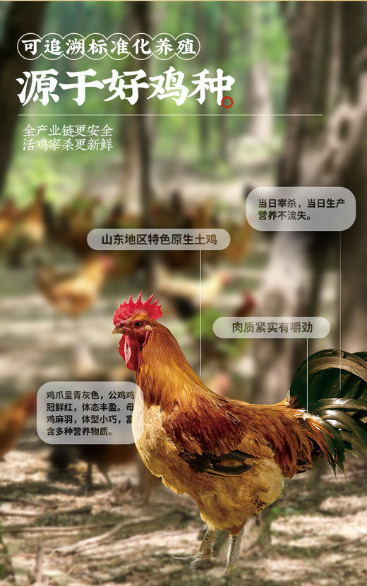 德州扒鸡气调国香1692扒鸡 600g/只 山东特产即食卤味不接受7天无理由退货拒收 商品图3