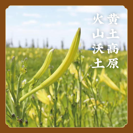 【忘忧花】火山沃土黄花菜 金针菜 无硫无添加 黄花萱草花蕾精选 K仅参与会员折扣 商品图0