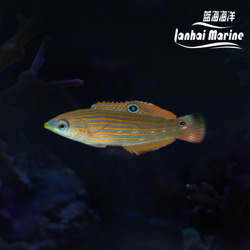 八线龙 母（除蚓螺）