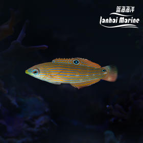 八线龙 母（除蚓螺）