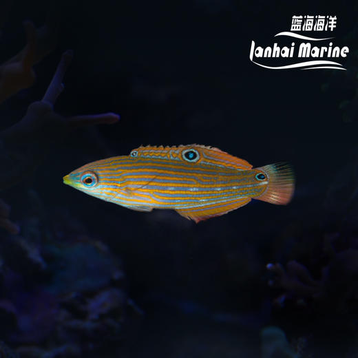 八线龙 母（除蚓螺） 商品图0