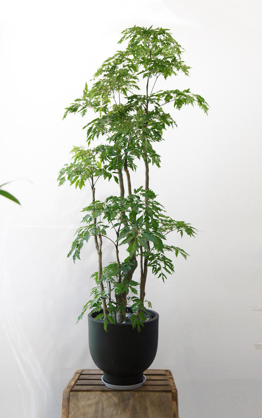 福禄桐 商品图0