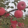 洛川苹果  80mm果 商品缩略图1