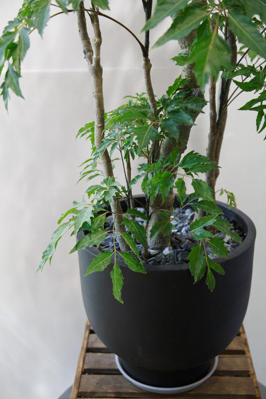 福禄桐 商品图1