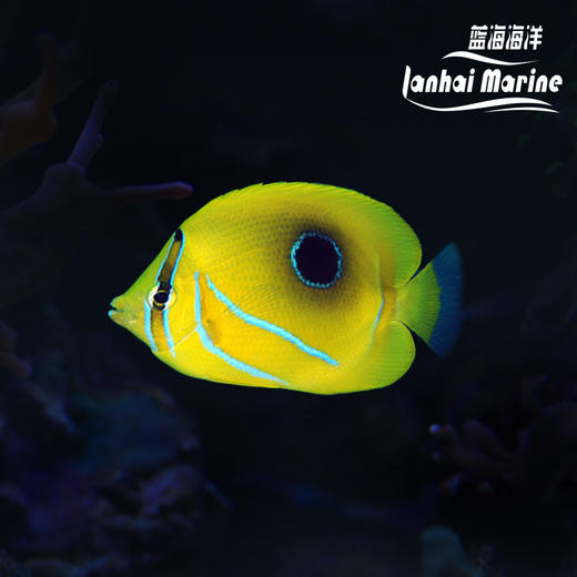 法国蝶 商品图0