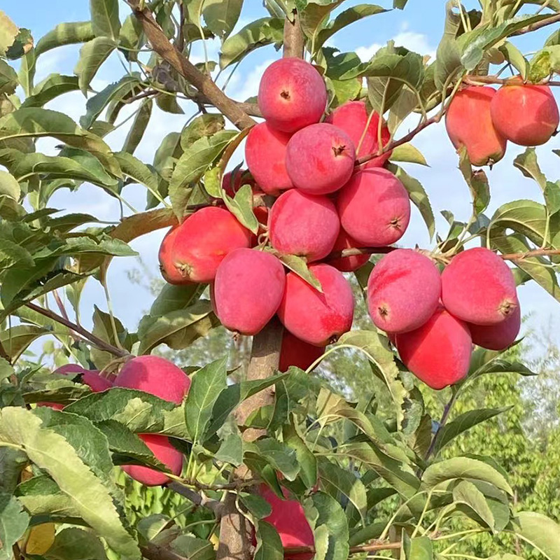 新疆香妃海棠果 海棠的清香加上苹果的甜蜜 一口惊艳