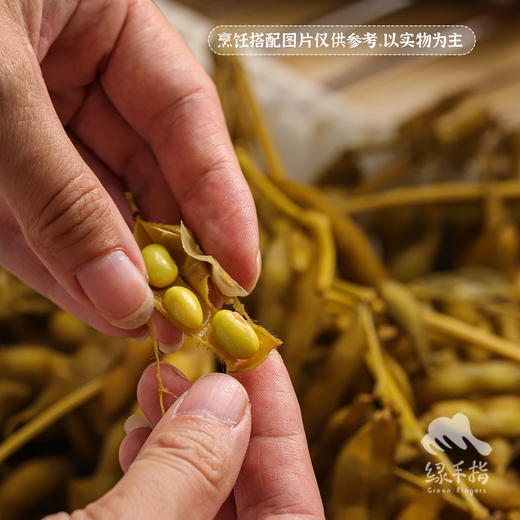生态毛豆（发黄6折促销，只发广东省内）| 合作生产*Ecological edamame |Coprodution 商品图2
