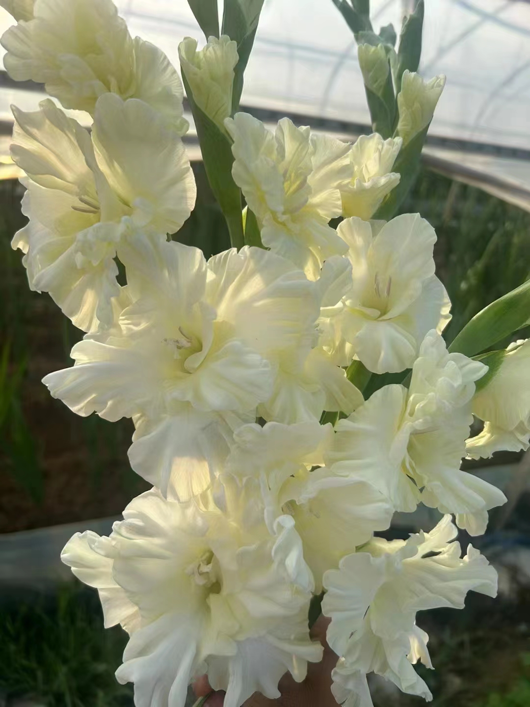 剑兰 | 水晶糖果