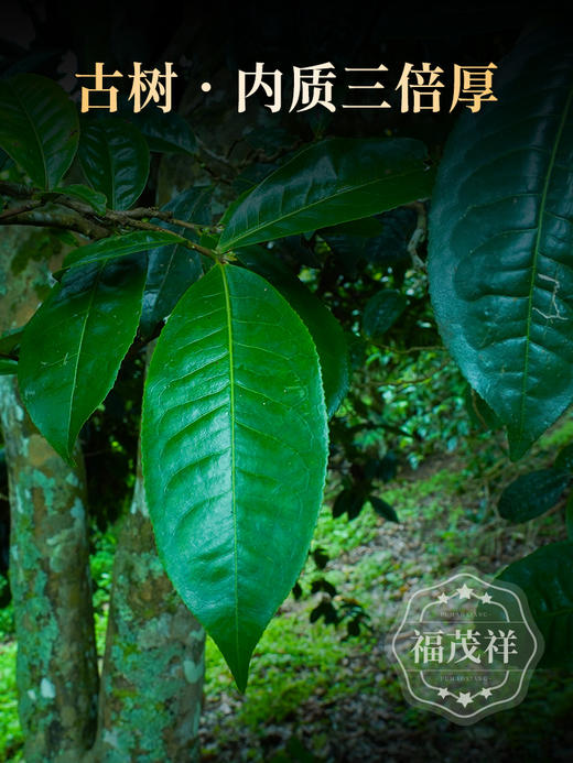 【云慕白】蜜香馥郁 鲜醇甜润 2020年春茶云南冰岛古树白茶茶饼200g 商品图1