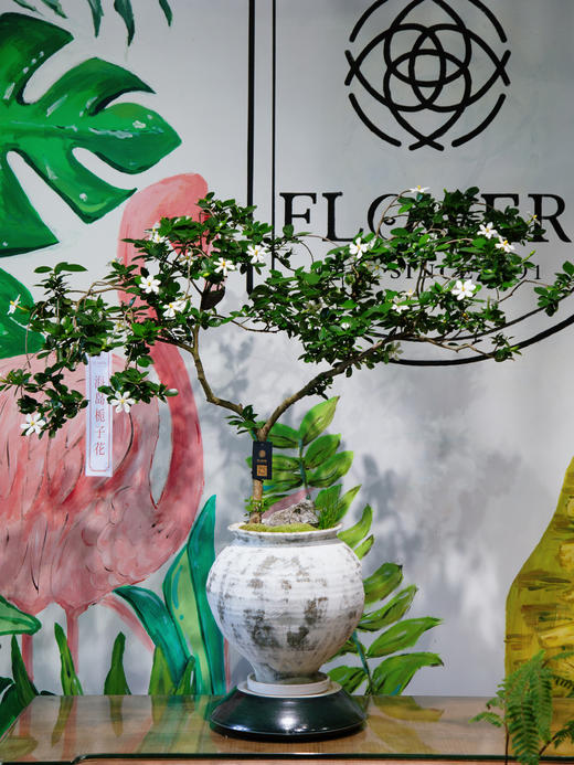 海岛栀子花 商品图0