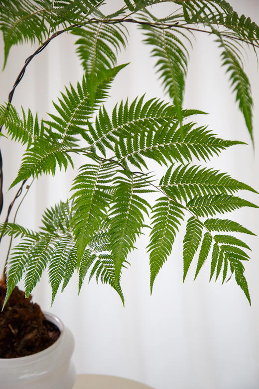 网红蕨 商品图4