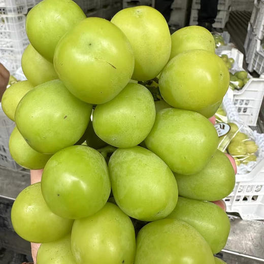 Sc爆款晴王 商品图2