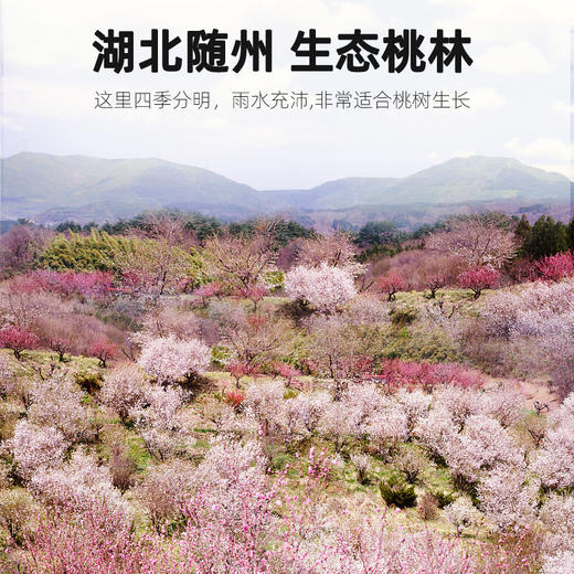 杞里香桃胶雪燕皂角米组合450g，桃胶250g雪燕100g皂角米100g；佳人饮150g/盒（含桃胶100g雪燕30g皂角米20g，独立小袋装）天然搭配营养汤羹，可配银耳 商品图1