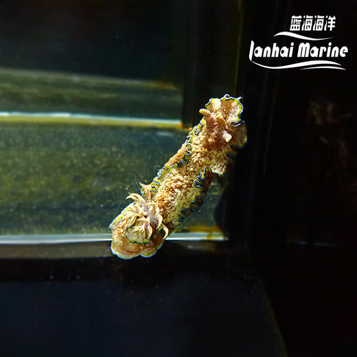 彩裙海兔 商品图4
