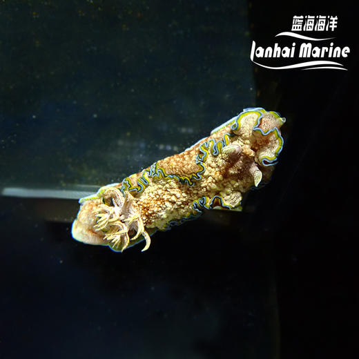 彩裙海兔 商品图3