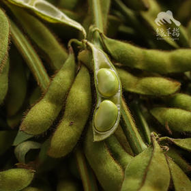 生态毛豆（发黄6折促销，只发广东省内）| 合作生产*Ecological edamame |Coprodution
