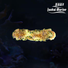 彩裙海兔