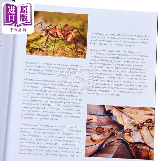 【中商原版】蚂蚁 视觉指南 Ants A Visual Guide 英文原版 Heather Campbell 科普与科学通识 自然百科 商品图2