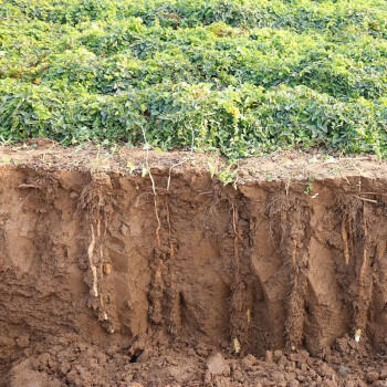 京觅温县垆土铁棍山药 5斤长度40-50cm 新鲜蔬菜焦作生鲜 源头直发 商品图2