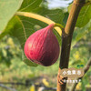 有机无花果干 118g /罐 | 合作农友生产，产自四川阆中，生产者：黄金 ＆【公平贸易农人定价】 商品缩略图7