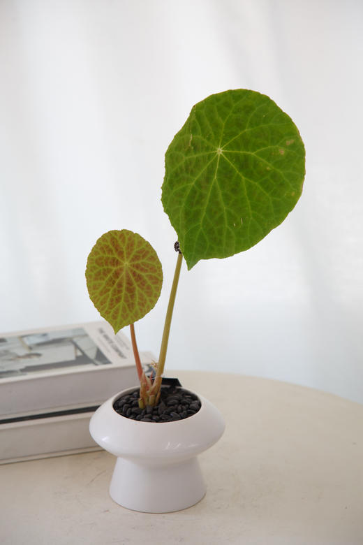 福寿秋海棠 商品图0