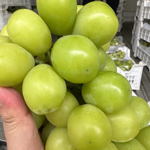 Sc爆款晴王 商品图1