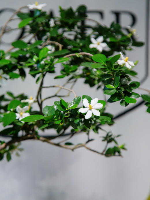 海岛栀子花 商品图2