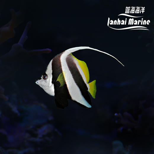 马代黑白关刀 商品图0