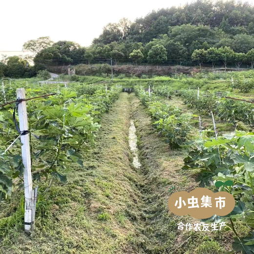 有机无花果干 118g /罐 | 合作农友生产，产自四川阆中，生产者：黄金 ＆【公平贸易农人定价】 商品图13