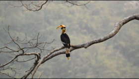 2024-12 综合阅读 《跟着杨老师去看鸟》花冠皱盔犀鸟