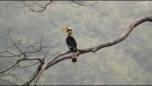 2024-12 综合阅读 《跟着杨老师去看鸟》花冠皱盔犀鸟 商品图0