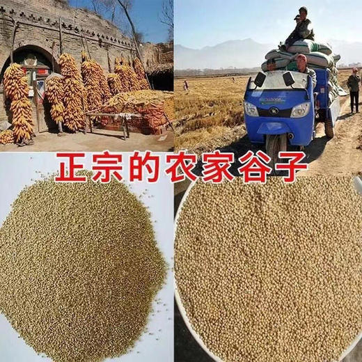 正宗农家小米 商品图4