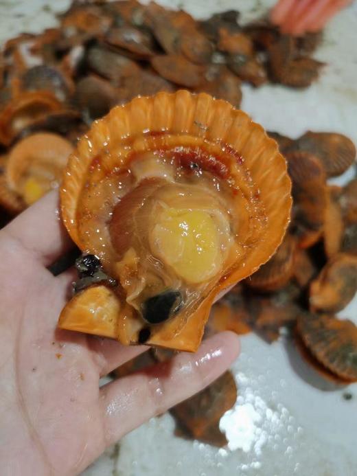 今日活鲜现开，收到直接烹饪~~半壳扇贝🔥又肥又嫩 鲜掉眉毛了，超肥 超鲜甜[哇] 活冻 商品图1