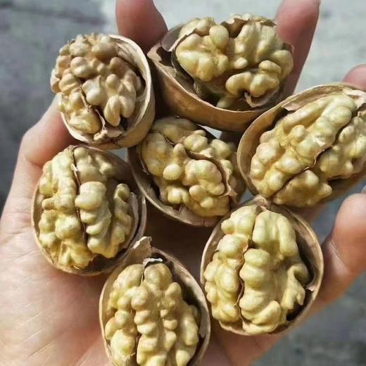 新疆纸皮核桃185核桃整箱批发新货未漂白纸皮原味生核桃孕妇零食 商品图1