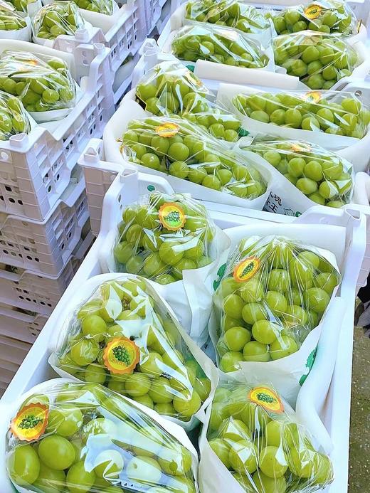 【产地直采】49.9元整件（10斤左右）特级晴王葡萄 商品图3