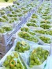 【产地直采】49.9元整件（10斤左右）特级晴王葡萄 商品缩略图4