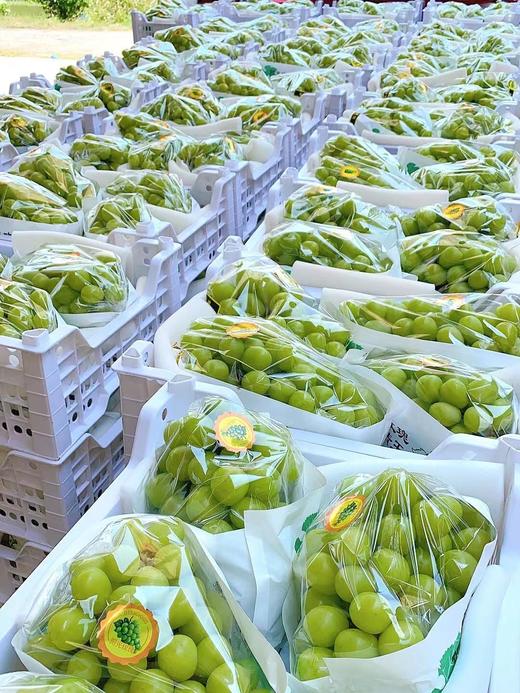 【产地直采】49.9元整件（10斤左右）特级晴王葡萄 商品图4