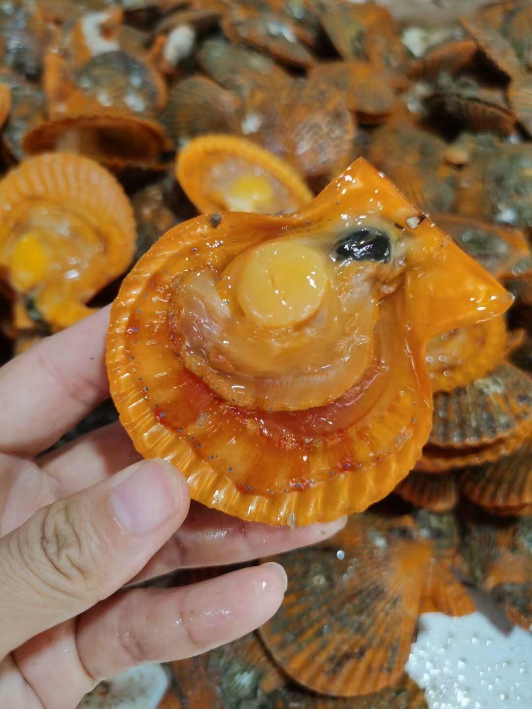 今日活鲜现开，收到直接烹饪~~半壳扇贝🔥又肥又嫩 鲜掉眉毛了，超肥 超鲜甜[哇] 活冻