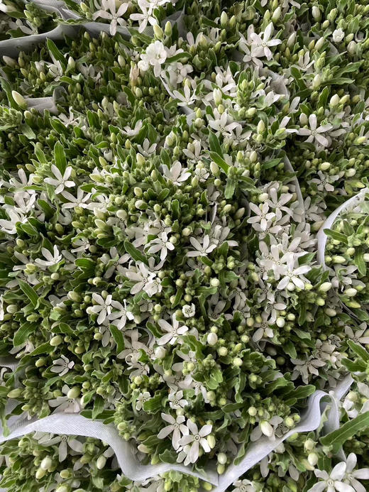 【珍惜当下】蓝星花  白色  若干枝/扎 商品图10